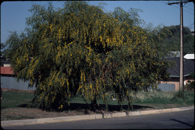 APII jpeg image of Acacia cyanophylla  © contact APII