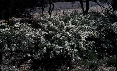 APII jpeg image of Leptospermum rotundifolium  © contact APII