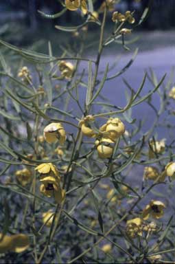 APII jpeg image of Senna artermisioides subsp. zygophylla  © contact APII