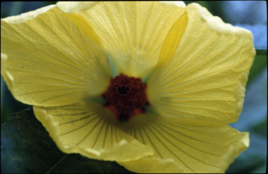 APII jpeg image of Hibiscus divaricatus  © contact APII