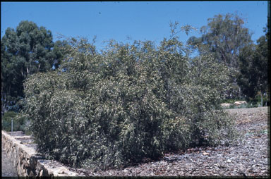 APII jpeg image of Baeckea linifolia  © contact APII