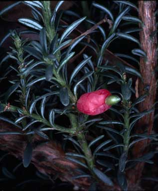 APII jpeg image of Podocarpus lawrencei  © contact APII