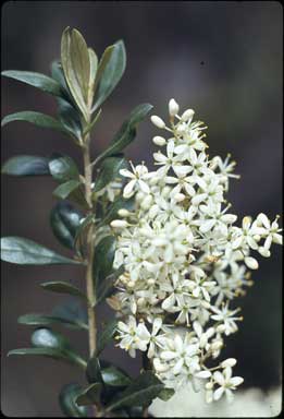 photo © ANBG