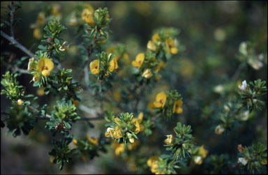 APII jpeg image of Pultenaea parviflora  © contact APII