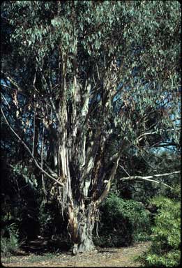 APII jpeg image of Eucalyptus delegatensis  © contact APII
