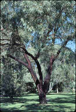 APII jpeg image of Eucalyptus sideroxylon  © contact APII