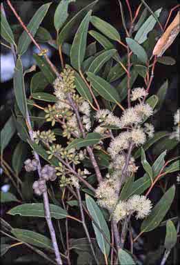 APII jpeg image of Eucalyptus globoidea  © contact APII