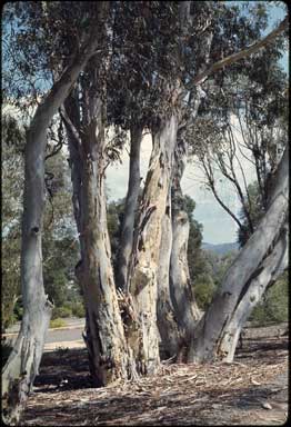 APII jpeg image of Eucalyptus mannifera  © contact APII