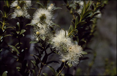 APII jpeg image of Eucalyptus recurva  © contact APII