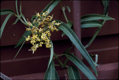 APII jpeg image of Parsonsia eucalyptohpylla  © contact APII