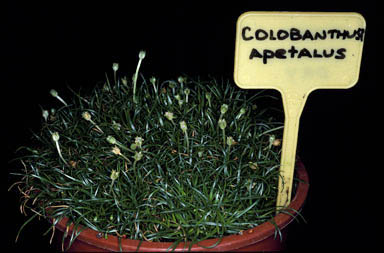 APII jpeg image of Colobanthus apetalus  © contact APII