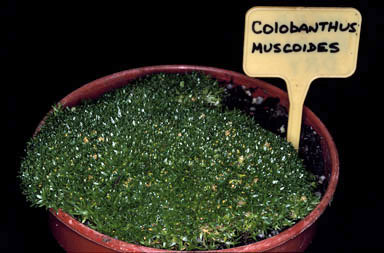 APII jpeg image of Colobanthus muscoides  © contact APII