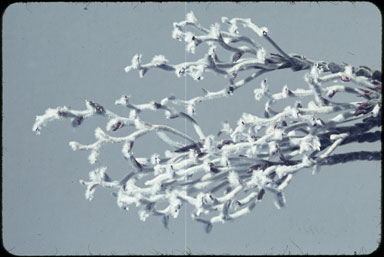 APII jpeg image of Conospermum bracteosum  © contact APII