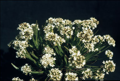 APII jpeg image of Anthotium humile  © contact APII