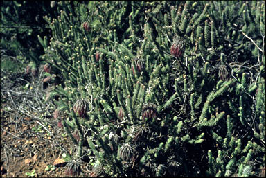 APII jpeg image of Darwinia mollissima  © contact APII