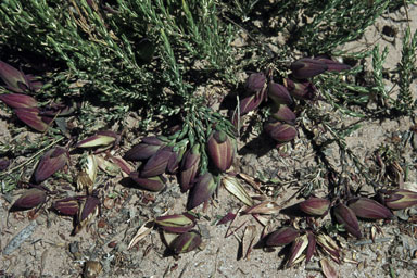 APII jpeg image of Darwinia speciosa  © contact APII