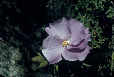 APII jpeg image of Hibiscus wrayae  © contact APII