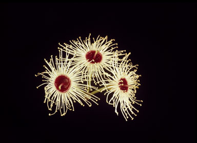 APII jpeg image of Corymbia rhodops  © contact APII