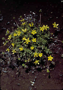 APII jpeg image of Ranunculus pimpinifolius  © contact APII