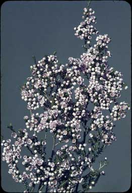 APII jpeg image of Scholtzia laxiflora  © contact APII