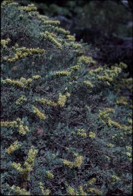 APII jpeg image of Darwinia homoranthes  © contact APII