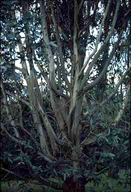 APII jpeg image of Eucalyptus nitens  © contact APII