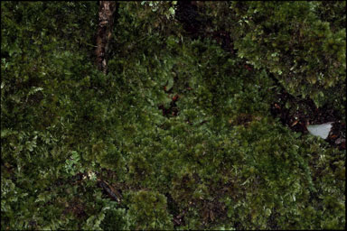 APII jpeg image of Leucobryum brachyphyllum  © contact APII