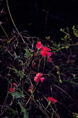 APII jpeg image of Chorizema ilicifolium  © contact APII