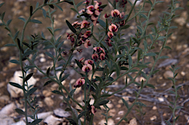 APII jpeg image of Daviesia asperula subsp. asperula  © contact APII