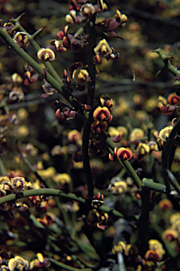 APII jpeg image of Daviesia aphylla  © contact APII