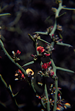 APII jpeg image of Daviesia benthamii subsp. humilis  © contact APII