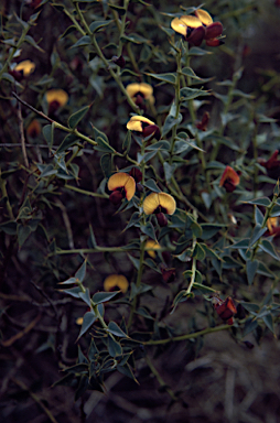 APII jpeg image of Daviesia cardiophylla  © contact APII