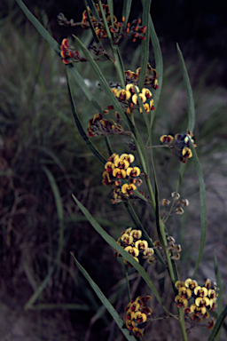 APII jpeg image of Daviesia corymbosa  © contact APII