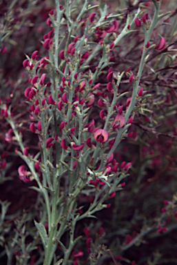 APII jpeg image of Daviesia incrassata subsp. incrassata  © contact APII