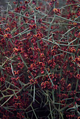 APII jpeg image of Daviesia intricata subsp. intricata  © contact APII