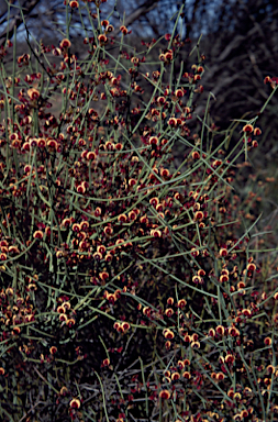 APII jpeg image of Daviesia hakeoides subsp. hakeoides  © contact APII