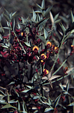 APII jpeg image of Daviesia nudiflora  © contact APII