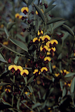 APII jpeg image of Daviesia nudiflora subsp. hirtella  © contact APII