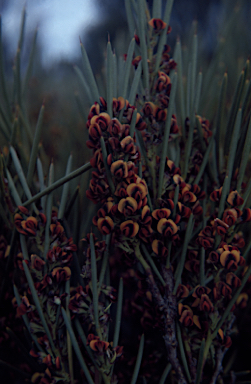 APII jpeg image of Daviesia oxylobium  © contact APII