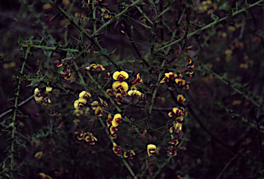 APII jpeg image of Daviesia umbellulata  © contact APII