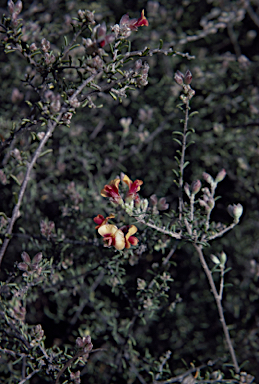 APII jpeg image of Dillwynia uncinata  © contact APII