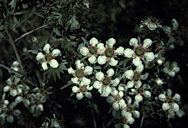 APII jpeg image of Leptospermum lanigerum  © contact APII