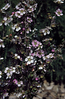 APII jpeg image of Leptospermum myrsinoides  © contact APII