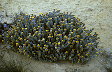 APII jpeg image of Urodon dasyphyllus  © contact APII