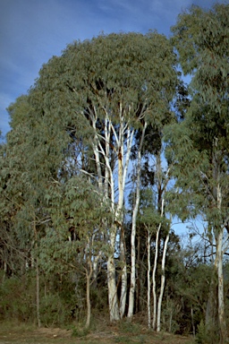 APII jpeg image of Eucalyptus mannifera aff.  © contact APII