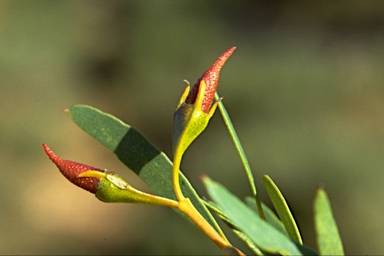 APII jpeg image of Eucalyptus mimica  © contact APII