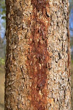 APII jpeg image of Eucalyptus peninsularis or stockeri  © contact APII
