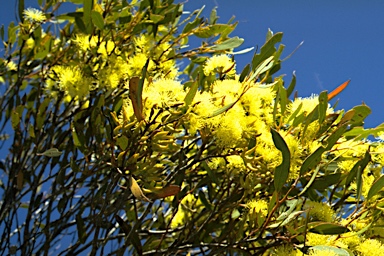 APII jpeg image of Eucalyptus phenophylla  © contact APII