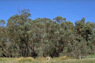 APII jpeg image of Eucalyptus cadens  © contact APII