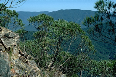APII jpeg image of Eucalyptus deuaensis  © contact APII
